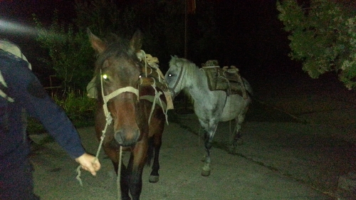 kriumcarenje konji vnatre 12.10.2013