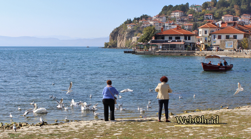 Ohrid ezero ptici – WebOhrid