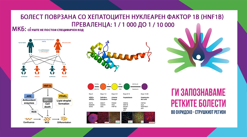 Хепатоцитен нуклеарен фактор 1β (HNF1β)